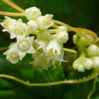 <i>Cuscuta campestris</i>  Yunck.